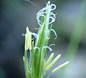 [photo of flowering spikes]