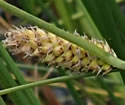 [photo of spikes]