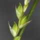 [photo of Plantain-leaved Sedge]