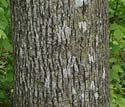 [photo of mature trunk]