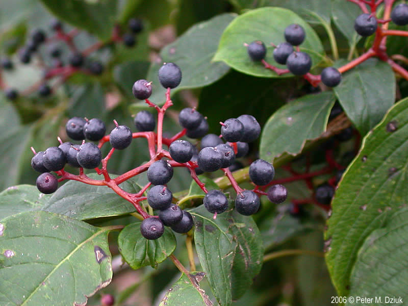 Cornus Alternifolia Pagoda Dogwood Minnesota Wildflowers Cornus Alternifolia Pagoda Dogwood Minnesota Wildflowers