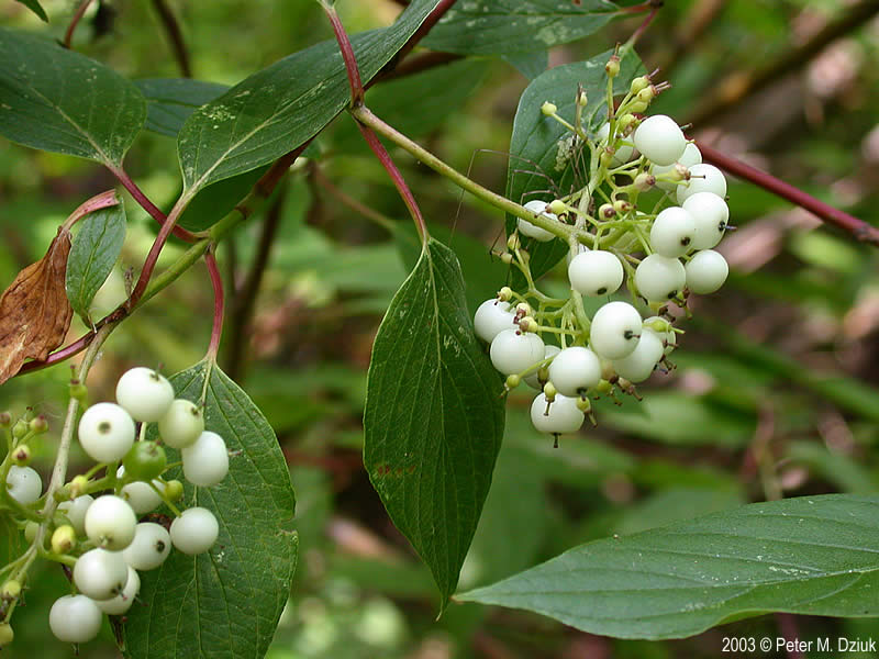Cornus sericea (Redosier Dogwood) Minnesota Wildflowers