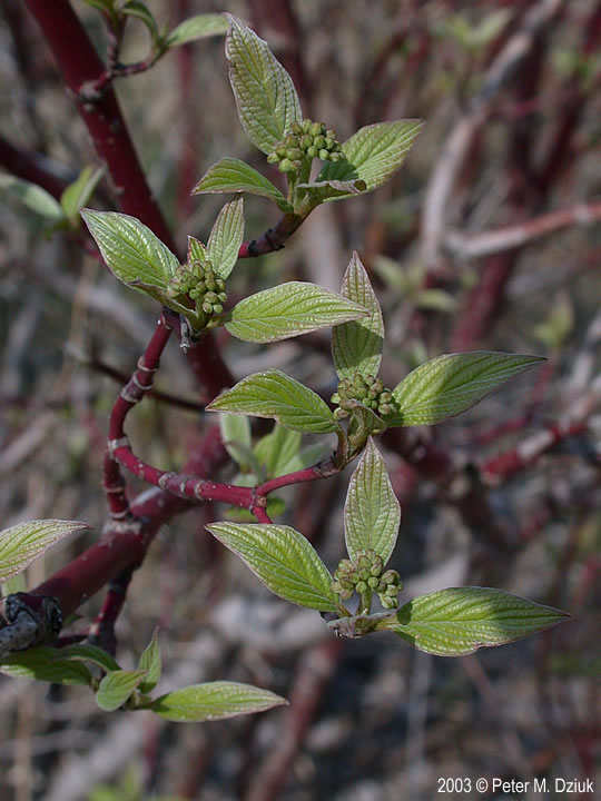 Cornus sericea (Redosier Dogwood) Minnesota Wildflowers
