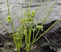 [photo of maturing plant]