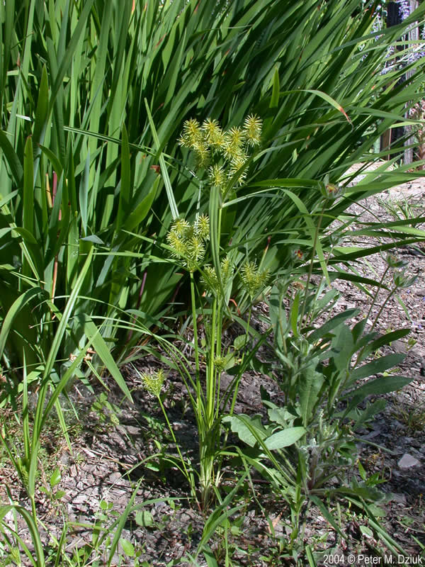 Cyperus esculentus (Yellow Nutsedge): Minnesota Wildflowers