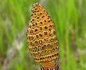 [photo of spore cone]