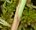 [photo of upper leaf and sheath]