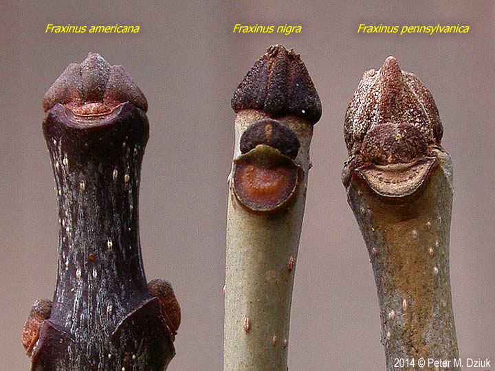 Fraxinus americana (White Ash): Minnesota Wildflowers