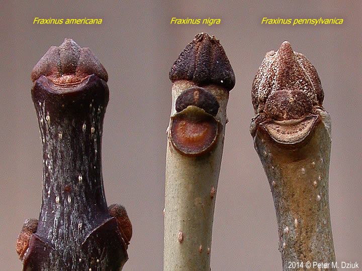 Fraxinus americana (White Ash): Minnesota Wildflowers