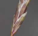 [photo of spikelets]