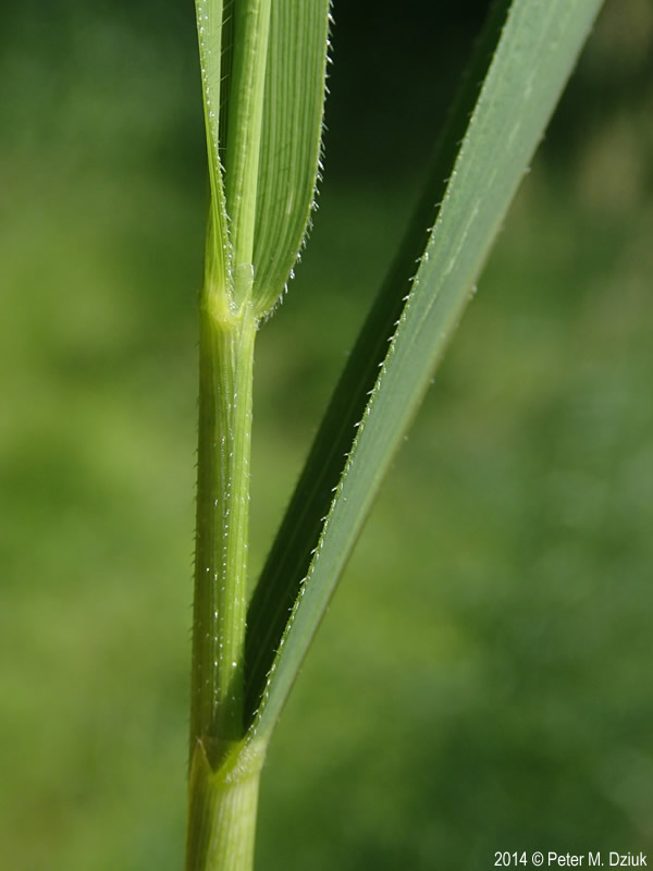 Leersia oryzoides (Rice Cutgrass): Minnesota Wildflowers