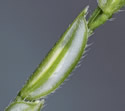 [close-up of branch]