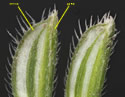 [photo of individual spikelets]