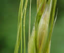 [close-up of immature spikelets]