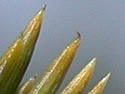 [photo of needles and branch buds]