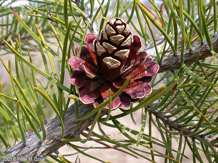 Pinus banksiana (Jack Pine): Minnesota Wildflowers