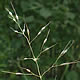 [photo of Canadian Rice Grass]