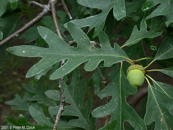 Quercus alba (White Oak): Minnesota Wildflowers