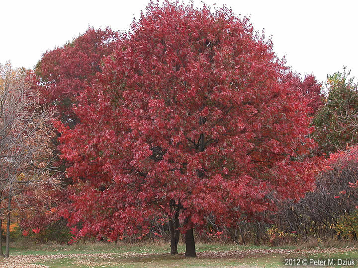 Quercus rubra (Northern Red Oak): Minnesota Wildflowers
