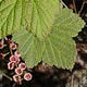 [photo of Swamp Red Currant]