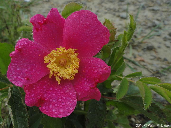 Rosa arkansana (Prairie Rose): Minnesota Wildflowers