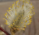 [photo of male catkins]