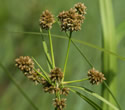 [photo of spikelet clusters and bracts]