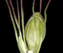 [close-up of spikelets and bristles]