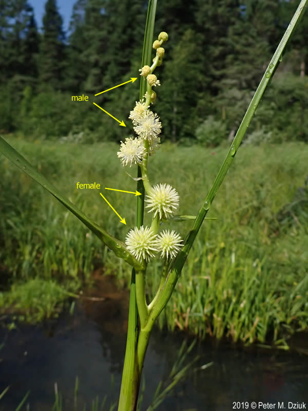 Sparganium emersum (Unbranched Bur-reed): Minnesota Wildflowers