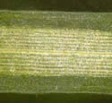 [photo of lacunar bands on 3-striped leaves]