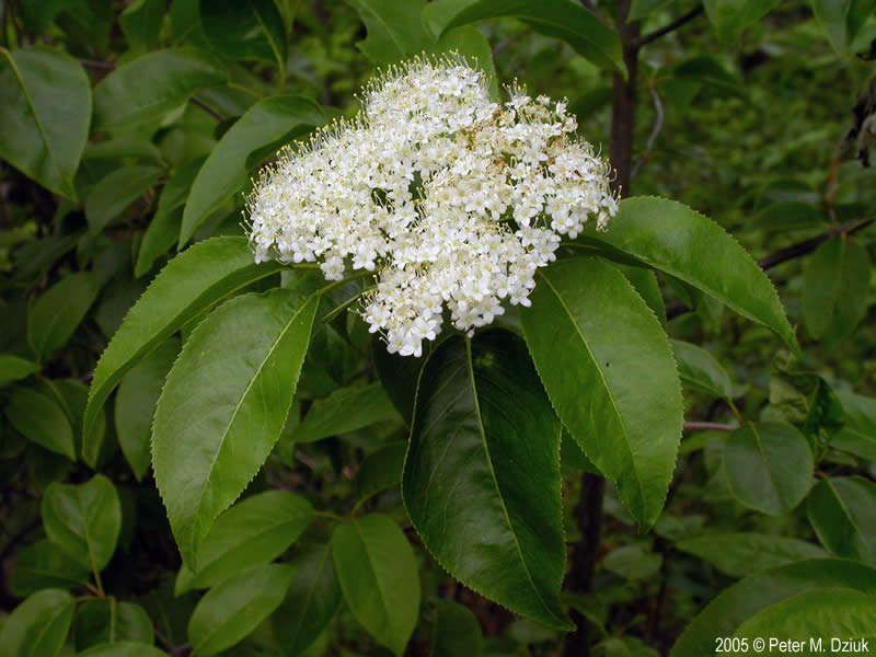 Viburnum lentago (Nannyberry): Minnesota Wildflowers