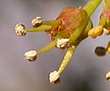 [photo of male flowers]