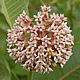 [photo of Common Milkweed]