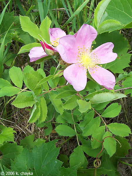  a young Prairie Rose plant, about 6 inches tall 