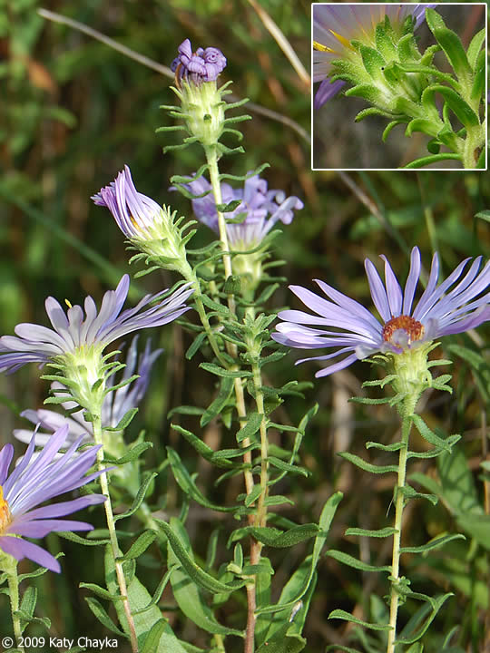 Symphyotrichum oblongifolium (Aromatic Aster) Minnesota Wildflowers