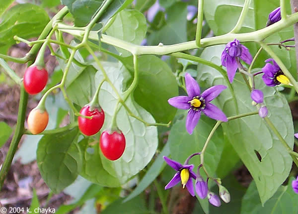 is deadly nightshade poisonous to dogs