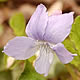 [photo of American Dog Violet]