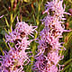 [photo of Dotted Blazing Star]