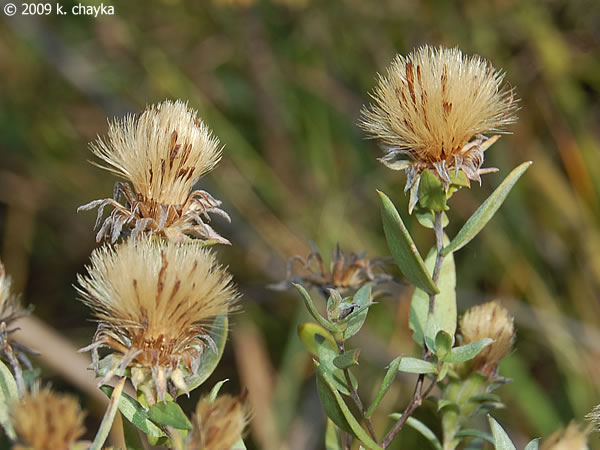 Symphyotrichum sericeum (Silky Aster): Minnesota Wildflowers