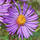 [photo of New England Aster]