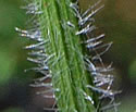 [photo of stem and leaf underside]