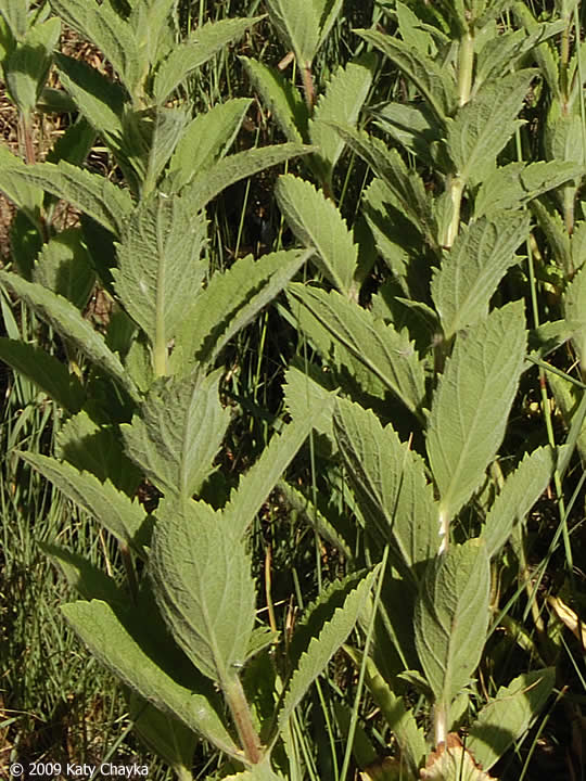 Verbena stricta (Hoary Vervain) Minnesota Wildflowers