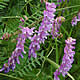 [photo of Tufted Vetch]
