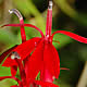 [photo of Cardinal Flower]
