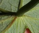 [photo of leaf stalk attachment]