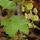 [photo of Garden Red Currant]