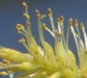 [photo of male catkins]