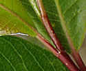 [photo of new leaves on a red twig]