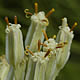 [photo of Tuberous Indian Plantain]
