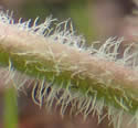 [photo of stem and leaf hairs]